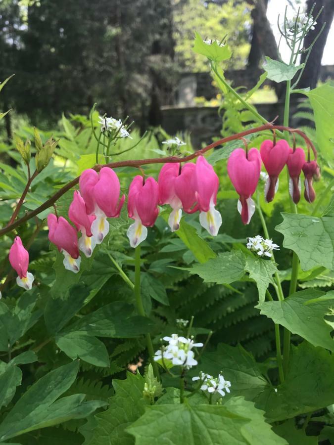 Wild Wisteria Bed & Breakfast Chadds Ford Exterior photo